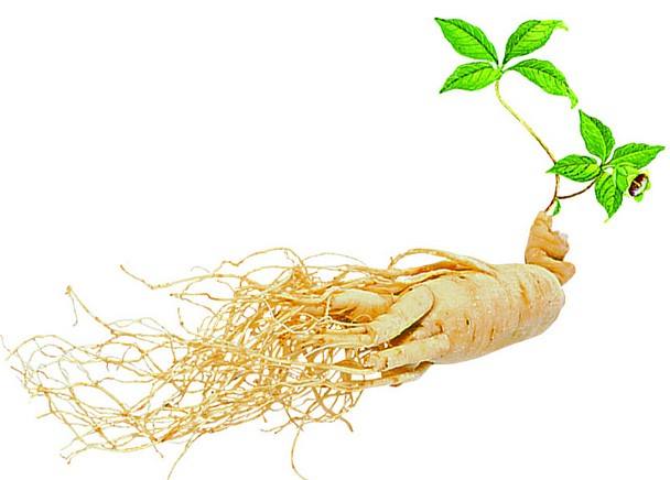 秋冬季節(jié)保健養(yǎng)生，能服用人參皂苷嗎？