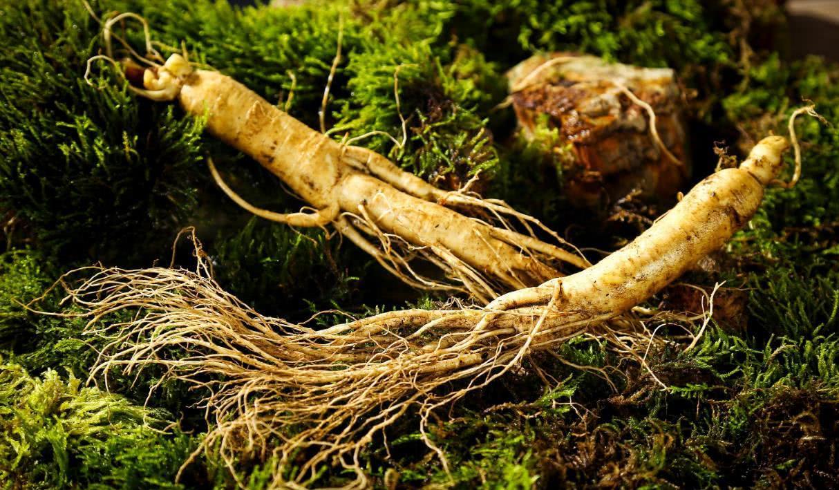 增強(qiáng)免疫，人參皂苷不能少