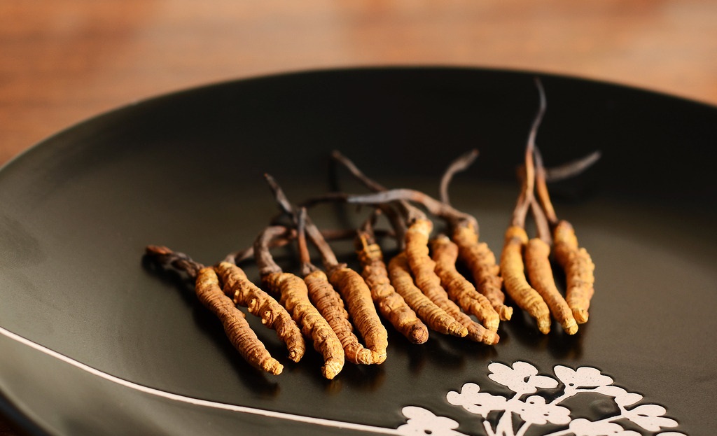 天氣冷了保護(hù)身體，冬蟲夏草趕緊備上