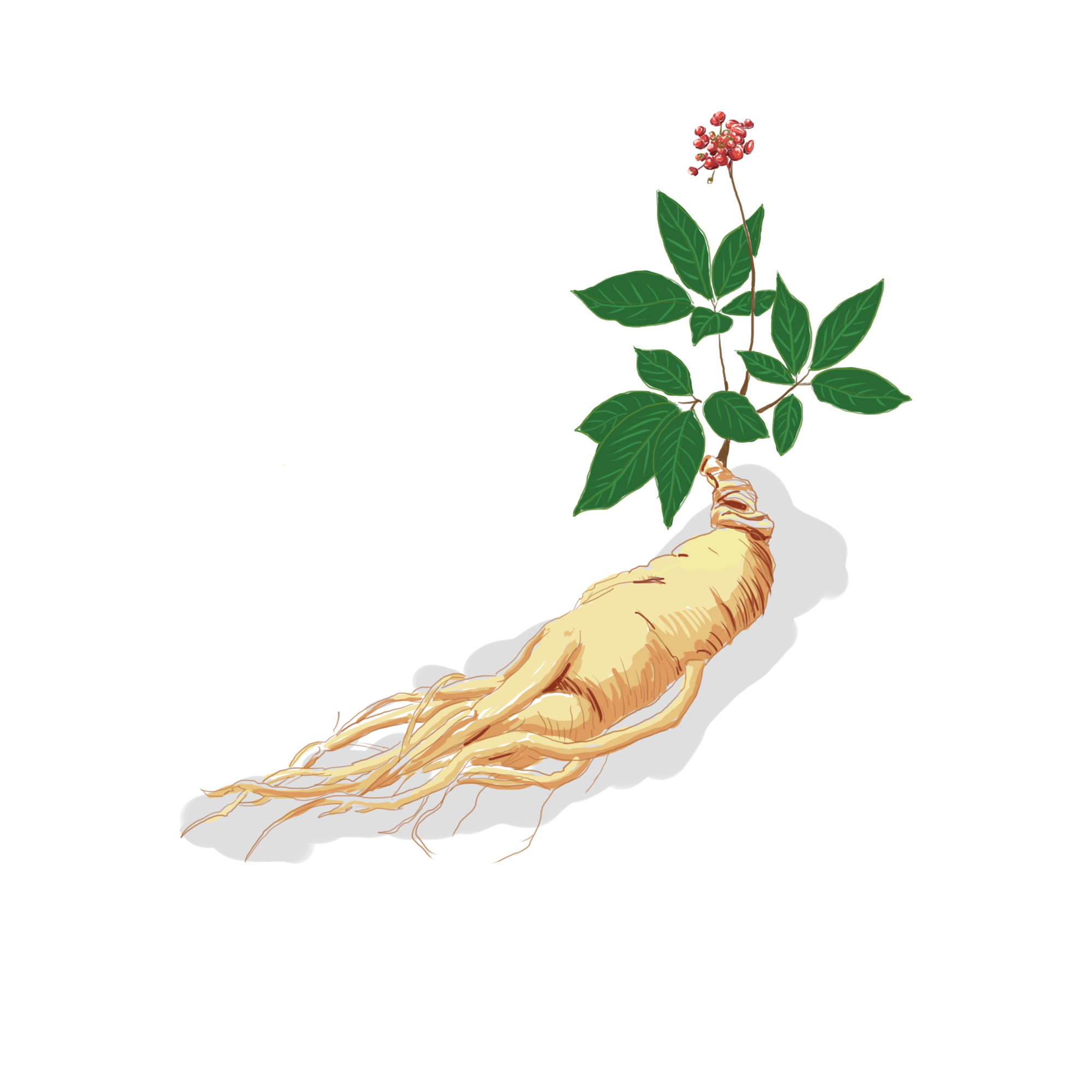 人參皂苷到底是什么？