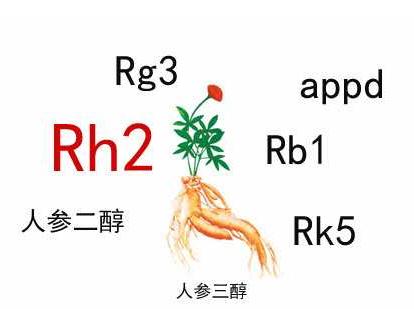 中藥人參皂苷的輔助作用，Rh2和Rg3都不錯(cuò)