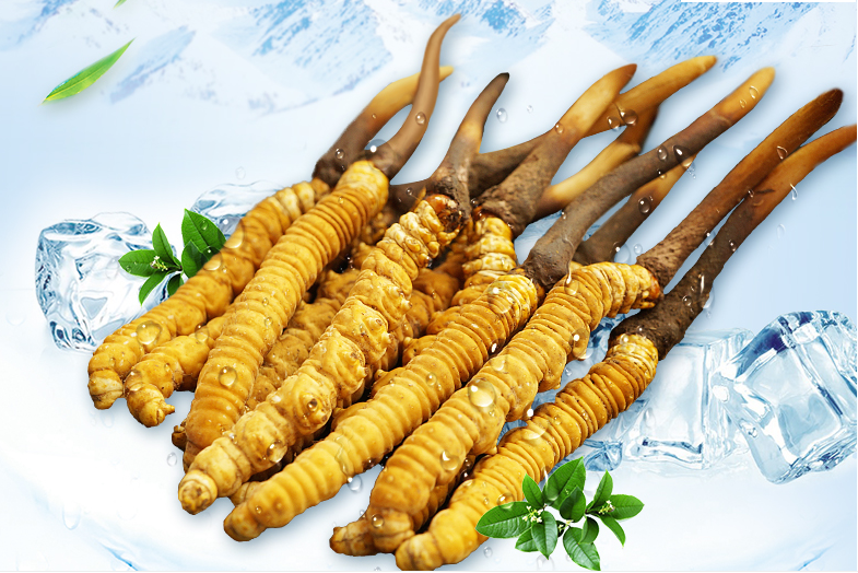 冬蟲(chóng)夏草