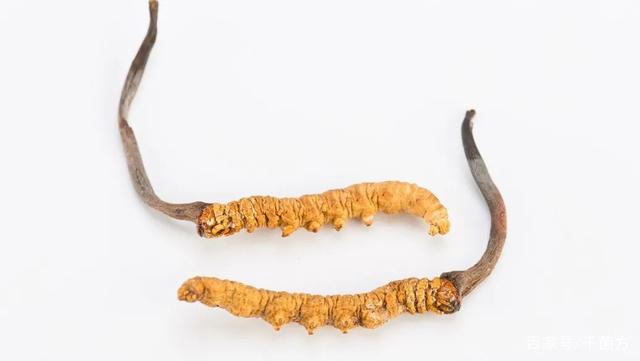 為何冬蟲(chóng)夏草能夠流傳至今？