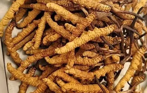 冬蟲(chóng)夏草那么多種吃法，哪種才能發(fā)揮作用？