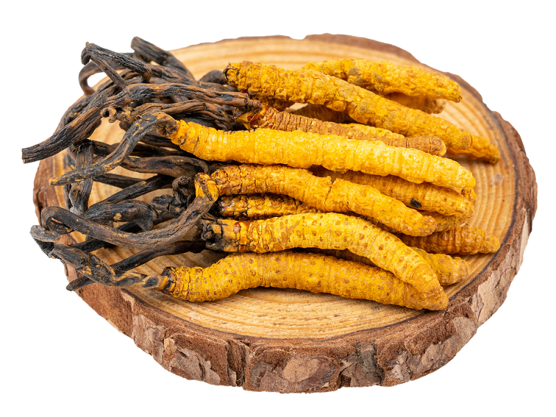 聽(tīng)說(shuō)蝙蝠蛾擬青霉與冬蟲(chóng)夏草有關(guān)？是真的嗎