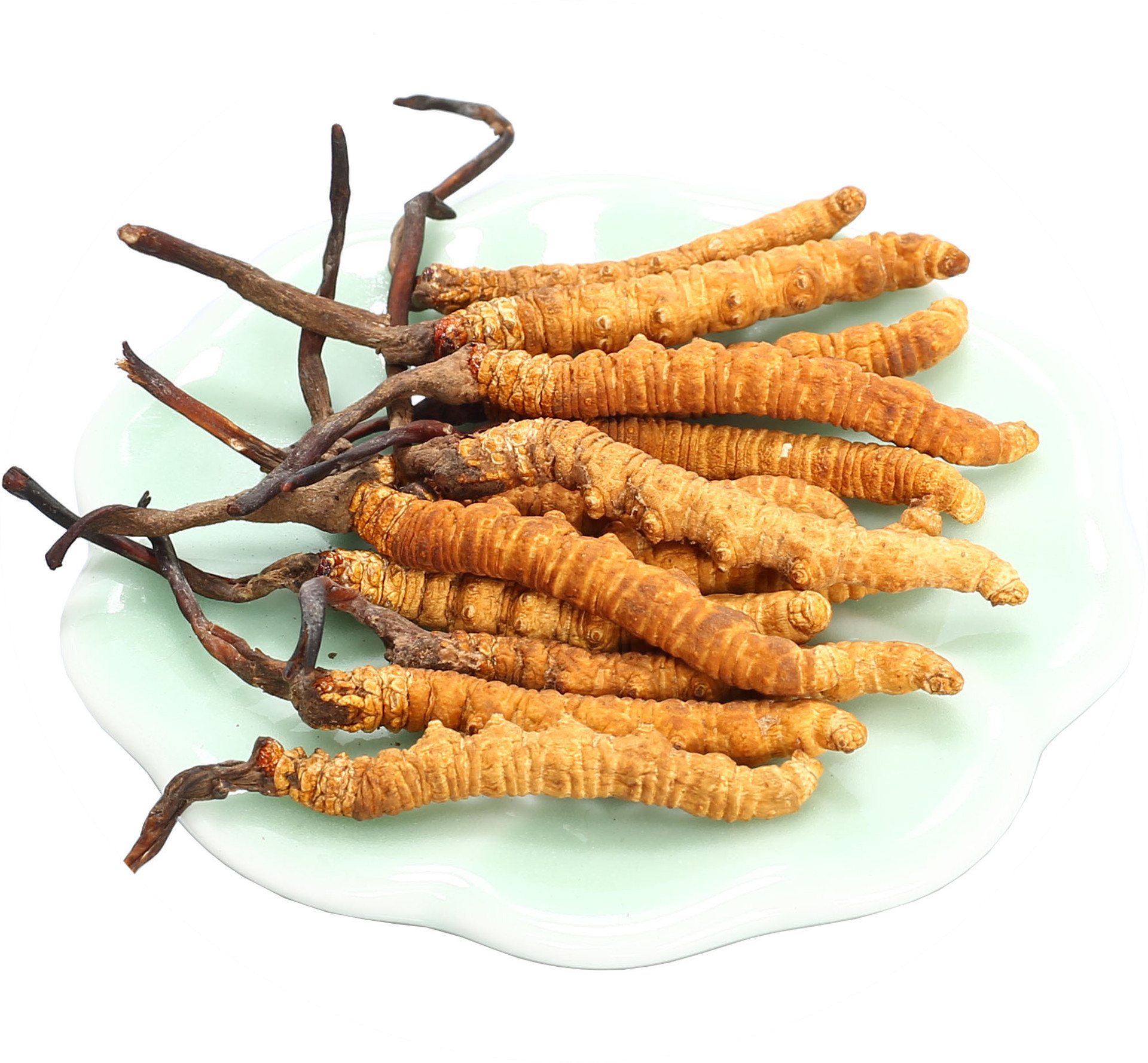 蝙蝠蛾擬青霉菌，高科技工藝開(kāi)辟保健新思路