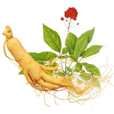 長期吃人參皂苷有什么副作用嗎？