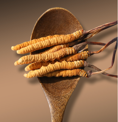 這6類人適合吃冬蟲夏草！