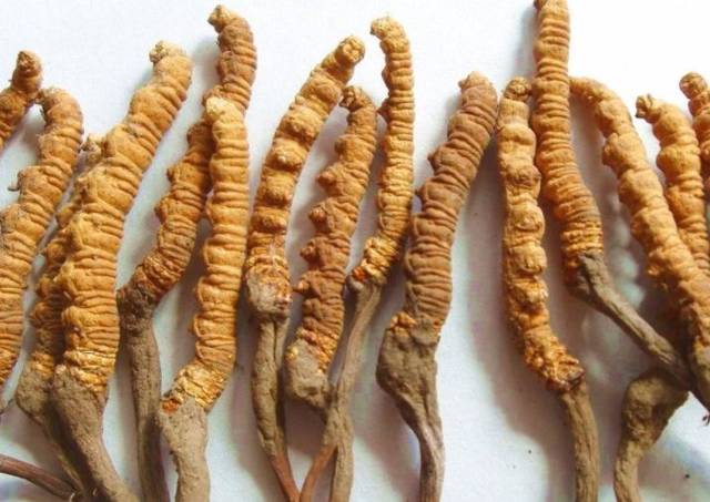 想要提升免疫力，蝙蝠蛾擬青霉菌來助力