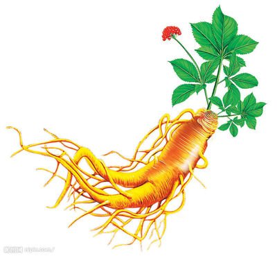 人參皂苷每天只吃一次，靠譜嗎？