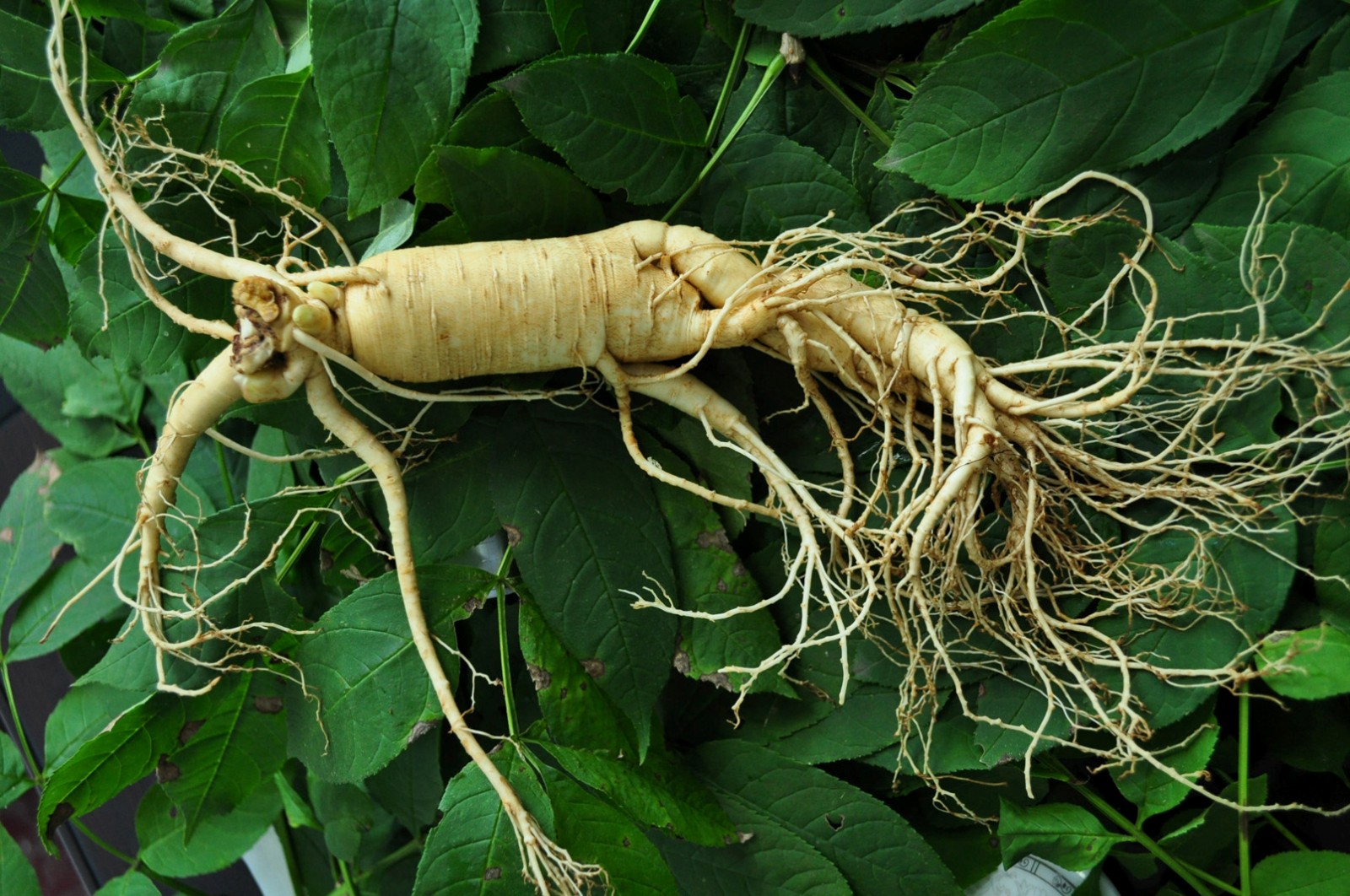 人參皂苷和人參皂苷粉是什么關(guān)系？