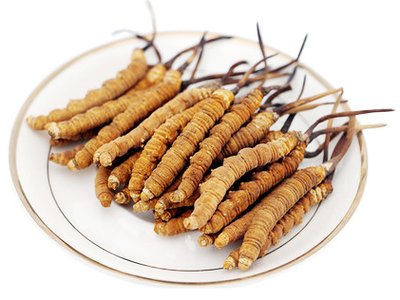 為什么說冬天是最適合進(jìn)補蟲草的季節(jié)