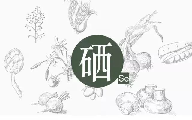 硒元素在人體中是如何運作的？