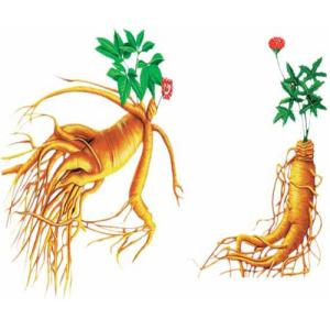 人參皂苷有什么用？如何增強(qiáng)免疫力？