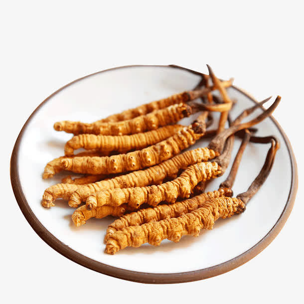 冬蟲夏草菌絲體是如何產(chǎn)生的？