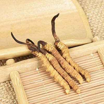 提高免疫力，冬蟲夏草是個好幫手