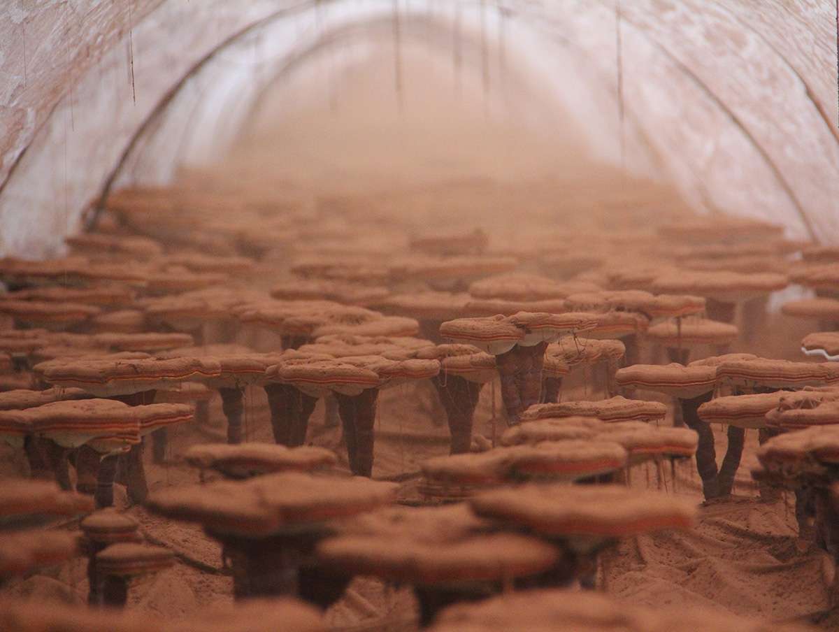 服用靈芝孢子粉的講究，了解一下