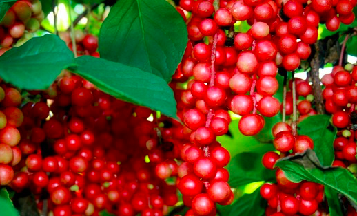 一藥補(bǔ)五臟，五味子很奇妙