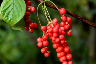 五味子具有保健作用，經(jīng)常吃，會有這些好處