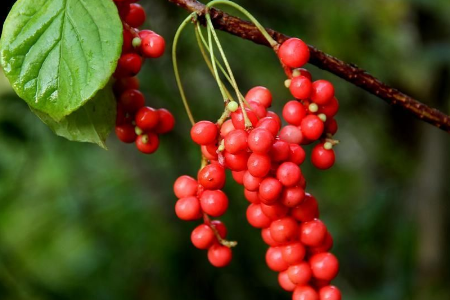 對于血壓較高的人來說，還可以多食用五味子！