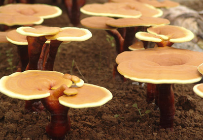 靈芝孢子粉每日用量公布！