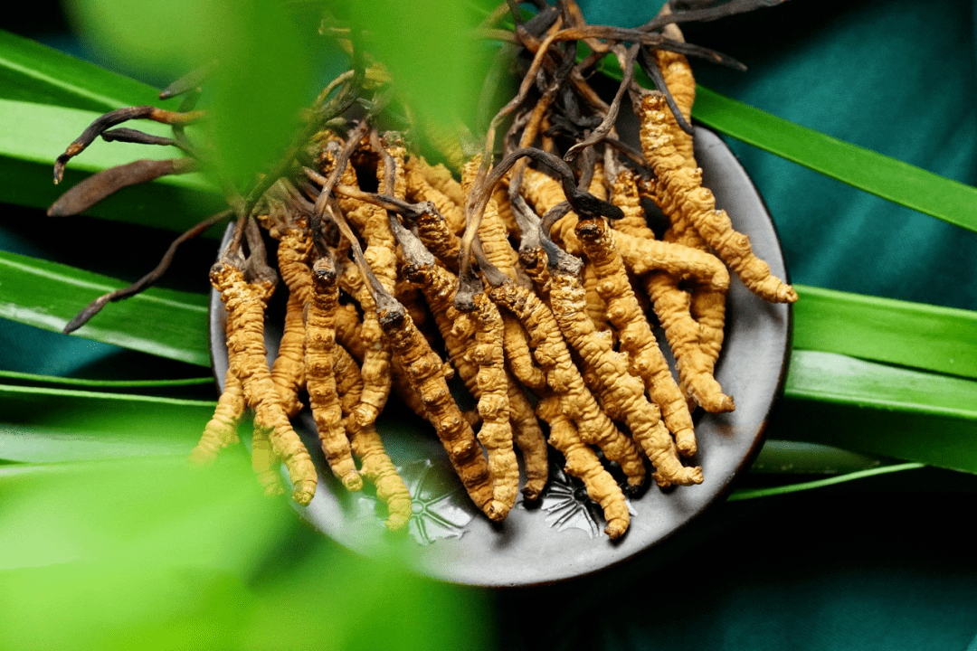 免疫力低下、咳嗽，嘗試冬蟲夏草來調(diào)理