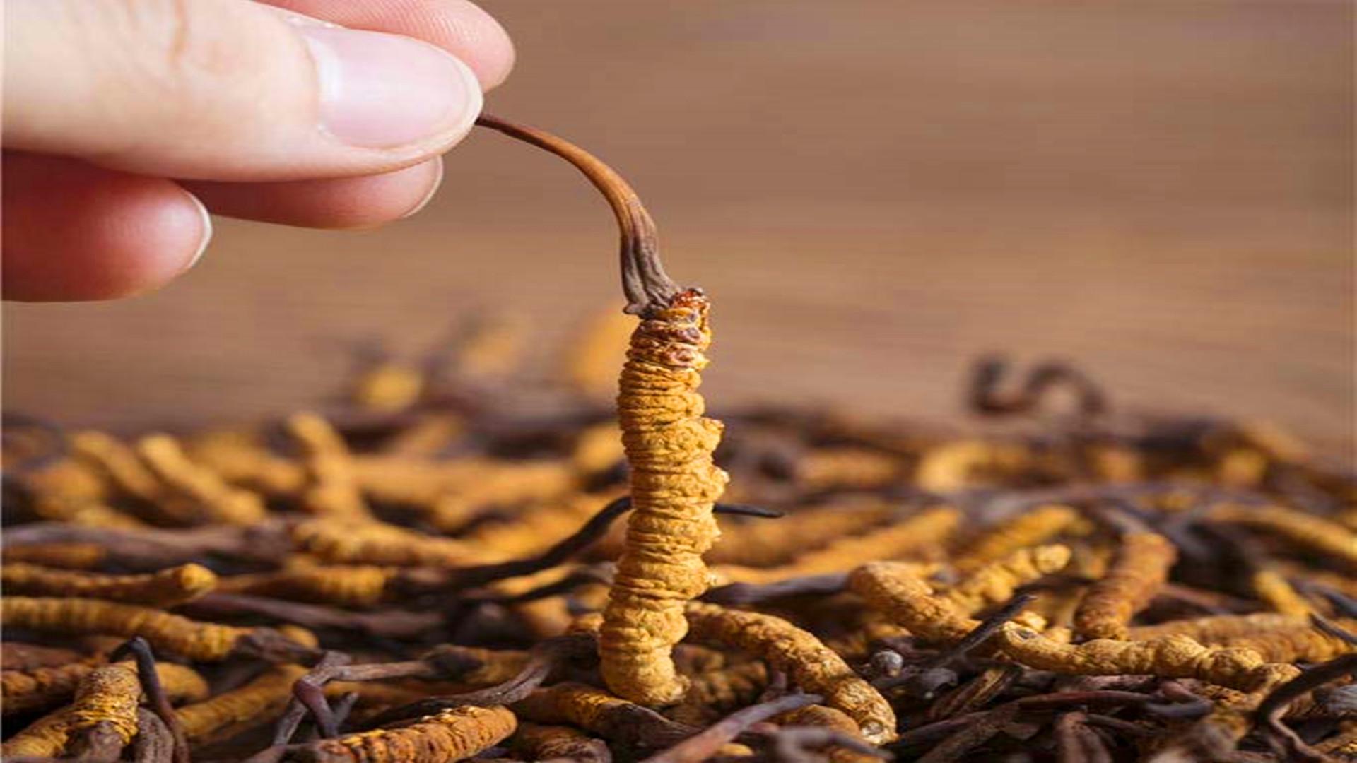 冬蟲夏草究竟是蟲還是草？很多人都不知道，它有何價(jià)值？