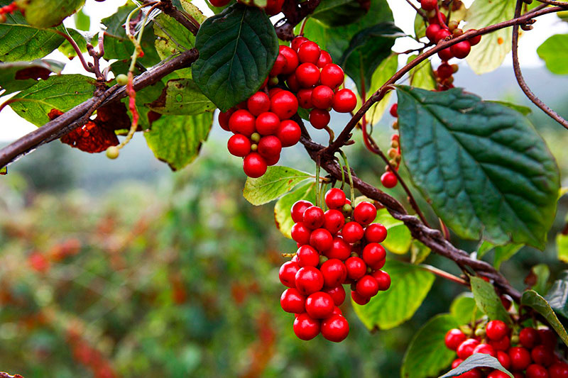 五味子：入五臟補(bǔ)氣，五行相生濟(jì)