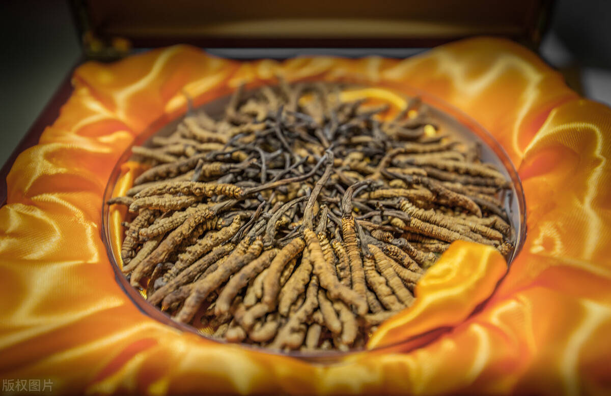 什么樣的人適合吃蟲草？