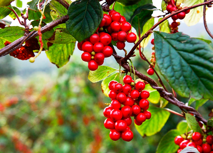 談中藥五味子，五臟皆可補(bǔ)