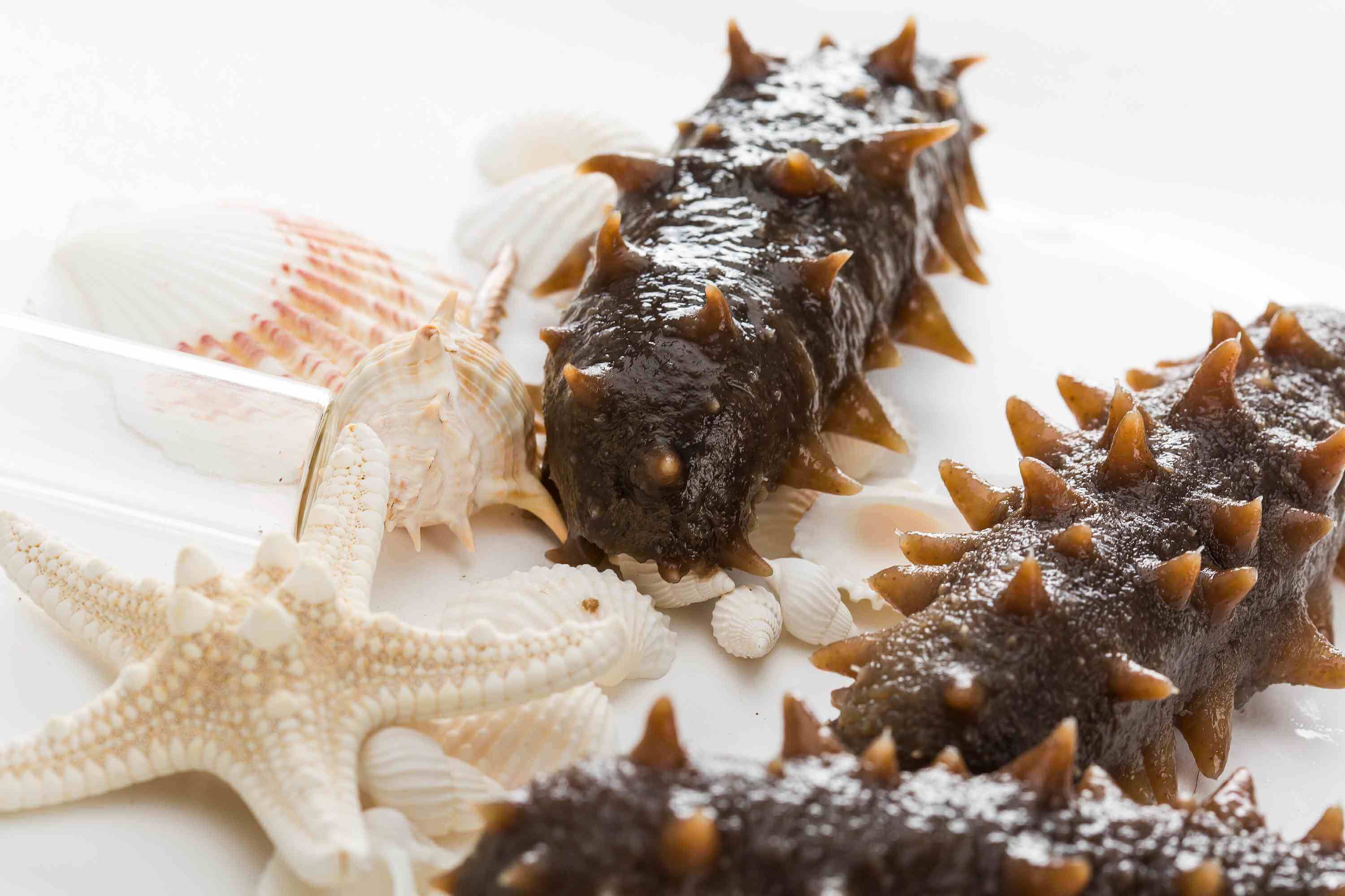 夏季養(yǎng)生，海參溫補(bǔ)不能少