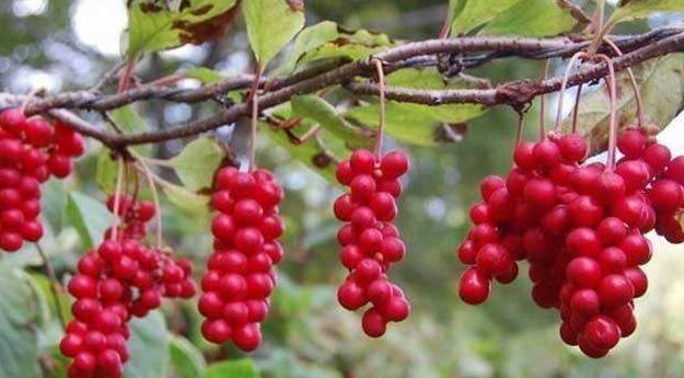 什么是五味子？