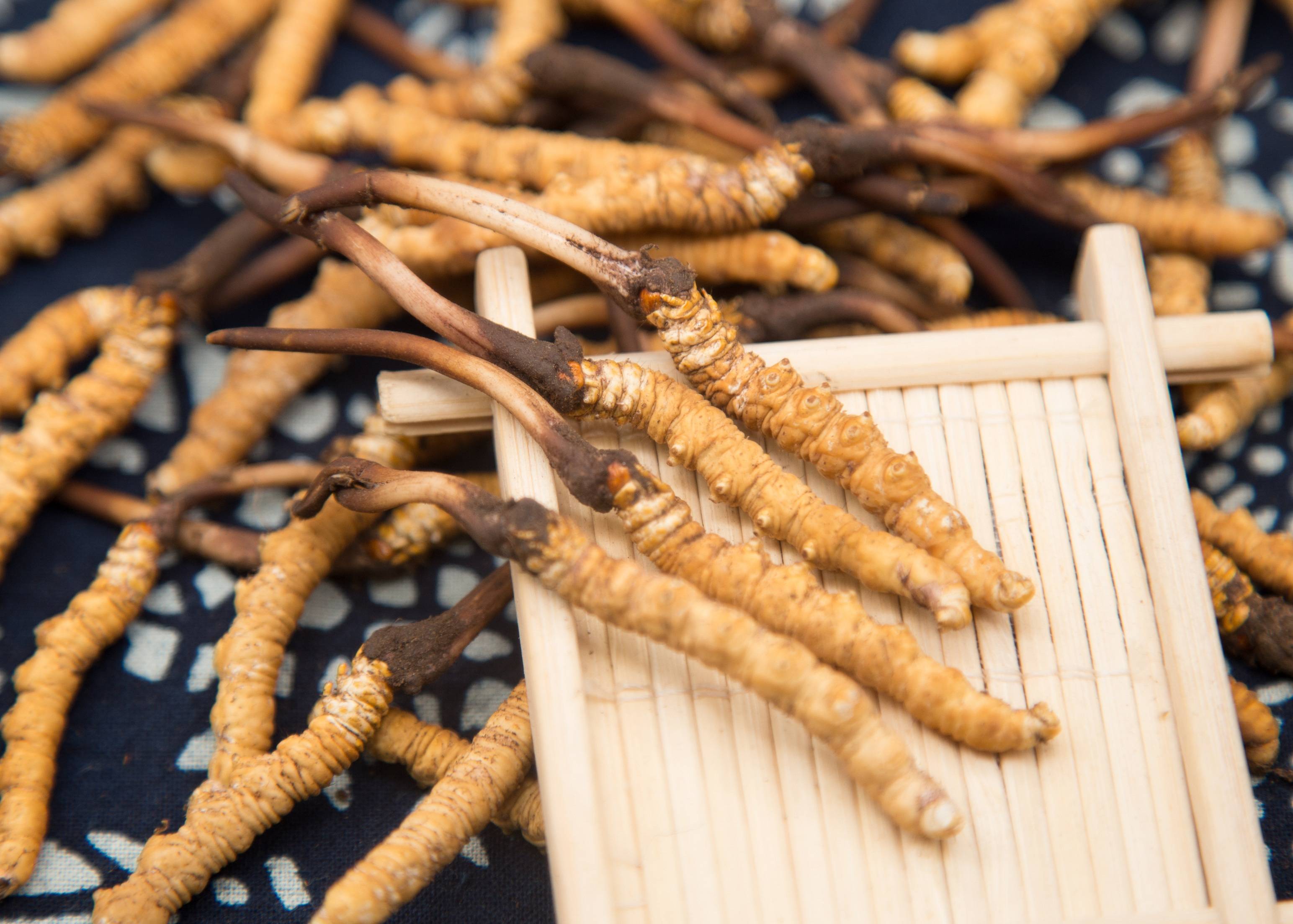 冬蟲夏草對(duì)預(yù)防心肌問題有一定的作用