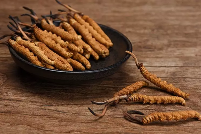 冬蟲夏草是一種怎樣的中藥？