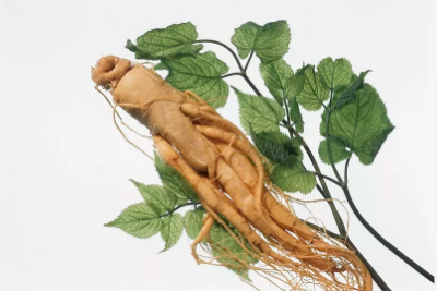 人參皂苷：自然的寶藏，健康的守護者